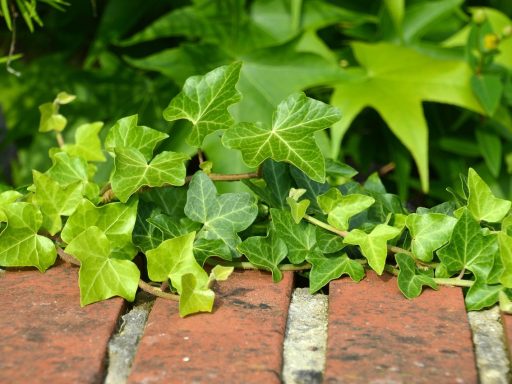 Tuinier die vaste planten in een verse border plant in de zomer