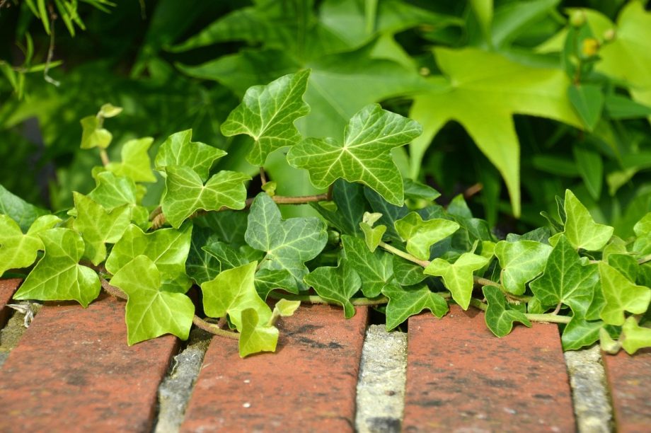 Tuinier die vaste planten in een verse border plant in de zomer