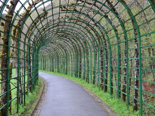 Een Noord-gerichte tuin met schaduwrijke beplanting en lichte bestrating
