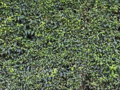 Groene verticale beplanting op een houten schutting in een kleine achtertuin