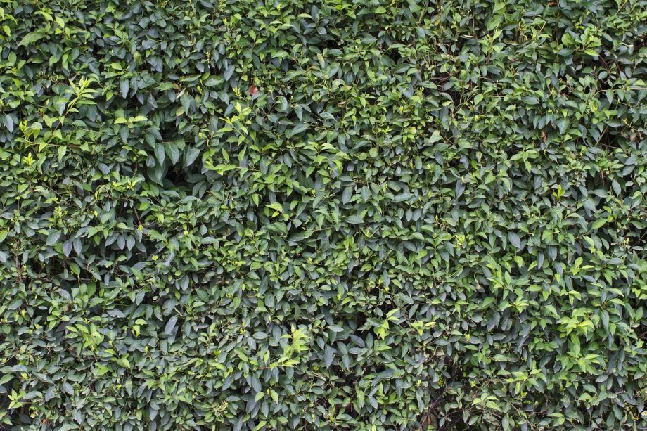Groene verticale beplanting op een houten schutting in een kleine achtertuin