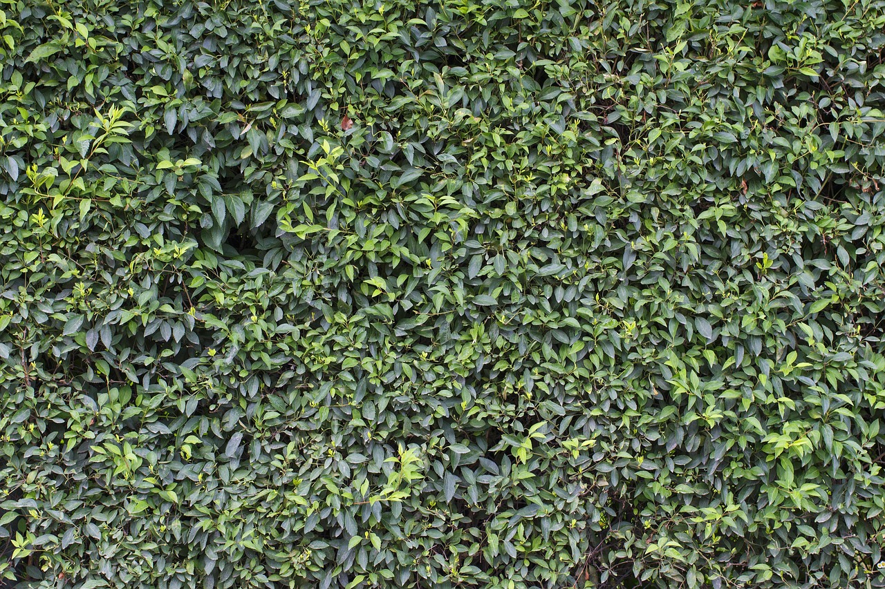Groene verticale beplanting op een houten schutting in een kleine achtertuin